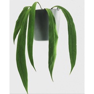 tanaman hias anthurium vitarifolium | anthurium dasi