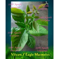 LIVE PLANT-VILVAM/வில்வம்/INDIAN BAEL