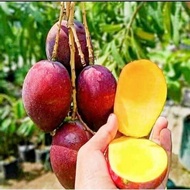 Bibit Mangga Miyazaki Super Garansi Valid