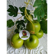 Apel hijau Buah import Grany smith 500 gr