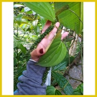 ✤ ◇ ❀ Paminta Indian Variety/Black Peppercorn Seedlings well established