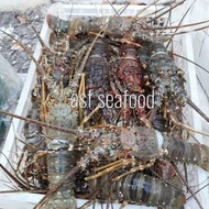 GH5 lobster laut 1kg 6-9 ekor
