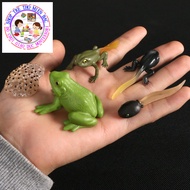 Frog Life Cycle Model - Frog Life Cycle