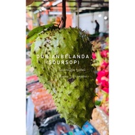 BUAH DURIAN BELANDA | DURIAN BELANDA 1BIJI 1KG+/-