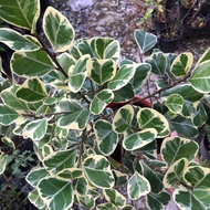 Chậu cây Bàng Lá Tim Cẩm Thạch - Cây để bàn (Ficus deltoidea Jack f. Variegata)