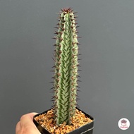 ยูโฟเบีย Euphorbia Confinalis แคคตัส กระบองเพชร cactus&amp;succulent