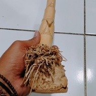 bambu petuk pendek akar unik