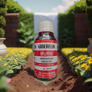 Giberelin murni 500 ml