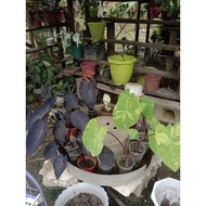 Caladium Selendang Delima