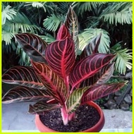 ♞seeds Aglaonema Red Sumatra ( pride of Sumatra )