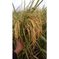 benih padi ciputri 1kg ciherang putri Ciherang malay panjang