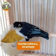 burung rambatan Doraemon jantan Voer total rawatan mewah