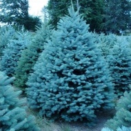 Blue Spruce Seeds bonsais Picea Tree Potted Bonsai Courtyard Garden Plant Pine Tree Seed bonsais 20p