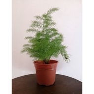 (Live plant) Asparagus Fern 文竹