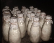 Bibit jamur tiram putih f2