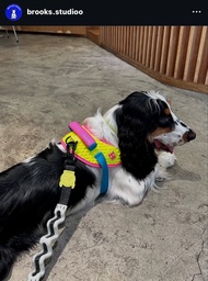 สายรัดตัวสุนัข FLY HARNESS