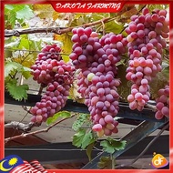Anak Pokok Anggur Glasha Seedless Grape Pokok Premium Lebat Berbuah
