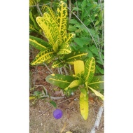 keratan pokok bunga puding