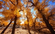 Encounter Ejina 6-Day Autumn Appreciation Tour (2-8 people group tour + one-time visit to four Popul