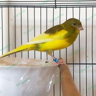 burung kenari f1sf x F1 ys betina