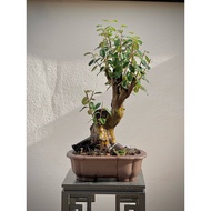 Japanese quince bonsai