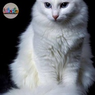 Kucing Persia/Anak Kucing Persia/ Kucing Persia Medium/ Kucing Anggora
