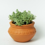 Plant Pot - TC05