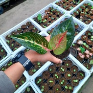 AGLONEMA TIARA / AGLAONEMA TIARA / TANAMAN HIAS TIARA MURMER BISA COD