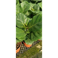 Pokok Ficus Lyrata/Fiddle-Leaf Fig