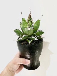 海王 龍舌蘭 agave 塊根  不連盆