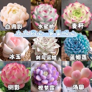 Succulent Combination Plant Peach Smoked Queen Ice Soul Silhouette Package Good Raising Cold Resista