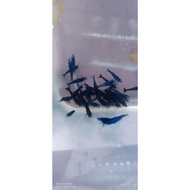 Blue diamon gelosir300e bonus20e aquarium accessories