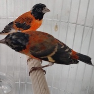 Ready Stock Red Siskin Klasik Jantan Muda Kualitas Terjamin