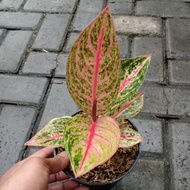 tanaman hias aglaonema / aglonema widuri
