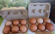 【免運優惠！100%天然放牧雞蛋五盒組】蛋黃圓潤有彈性 無腥味