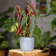 Tanaman hias Begonia Polka Dot - Begonia Maculata