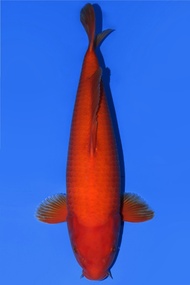 Ikan Koi Import Jepang Beni Goi Momotaro 58 cm