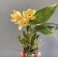 เอื้องจำปาน่าน Dendrobium sulcatum ไม้รุ่น ให้ดอกแล้ว กล้วยไม้ หายาก สีเหลือง สีส้ม กล้วยไม้ไทยหายาก