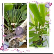 Pokok kunyit hitam  thailand/halia bara(set combo)