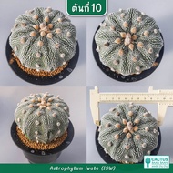 แอสโตร อิวาตะ แอสโตร ISW Astrophytum iwata snow white (Rare item)