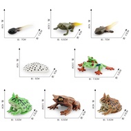 Simulation Frog Red-Eyed Frog Horned Frog Triangle Leaf-Fishing Frog Growth Life Cycle Model Educati