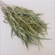 Antibacterial Eucalyptus Leaves & Respiratory Detoxification – Eucalyptus Leaves | Arinya InsideOut 