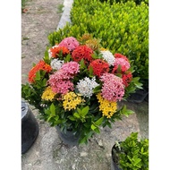 ( XẢ KHO ) COM BO 2 Cây giống mẫu đơn ngũ sắc  CÂY ĐẸP GIÁ RẺ CAM KẾT CHẤT LƯỢNG