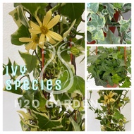 H2O - [Ivy Species] English Ivy White / Ivy New / Ivy Green 常春藤 / Vine / Live Plant