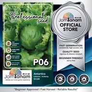 Lettuce Iceberg Seed Antartica P06 JOM TANAM Benih Salad 包心生菜种子 蔬菜种子 Benih Berkualiti Vegetable Gard