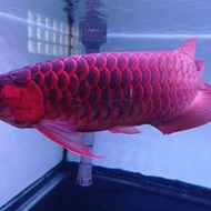 ikan arwana super red 50cm