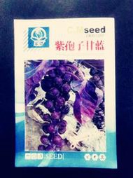 紫孢子甘藍種子 種籽紫色抱子甘藍種子 種籽包心菜種高產四季盆栽大田蔬菜種