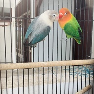 Lovebird biola green x biola euwing