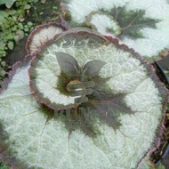 Begonia Keong Berkualitas