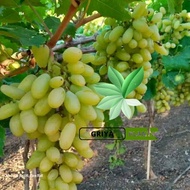 bibit anggur import sonaka grafting (bibit anggur stek/grafting) bibit anggur murah